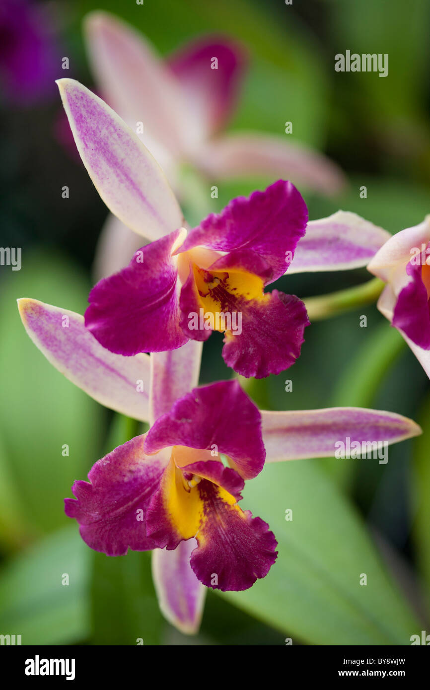 Orchid Cattleya interglossa Potinara Wattana Gold Stock Photo