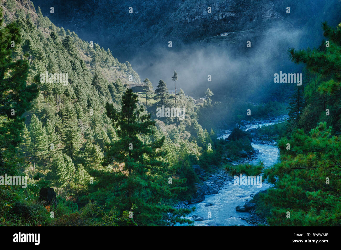 morning light on the trees in the Everest Region of Nepal Stock Photo