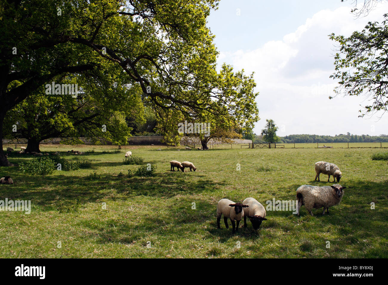 SHEEP GRAZING AN ENGLISH COUNTRY MEADOW IN SPRINGTIME Stock Photo - Alamy