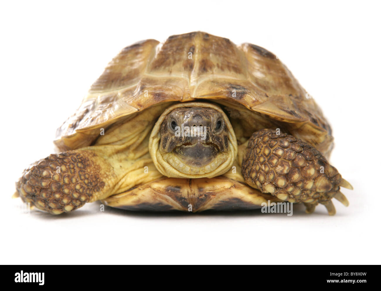 Horsfield's Tortoise Testudo horsfieldii Portrait of single adult Studio, Captive, UK Stock Photo