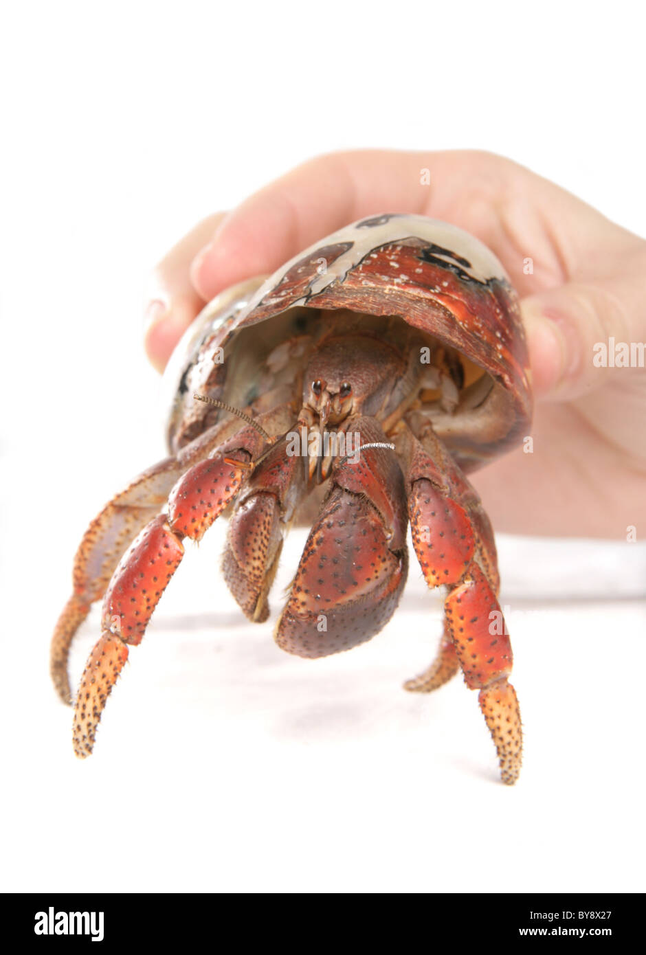 Caribbean hermit crab Coenobita clypeatus Women holding single adult Studio, Captive, UK Stock Photo