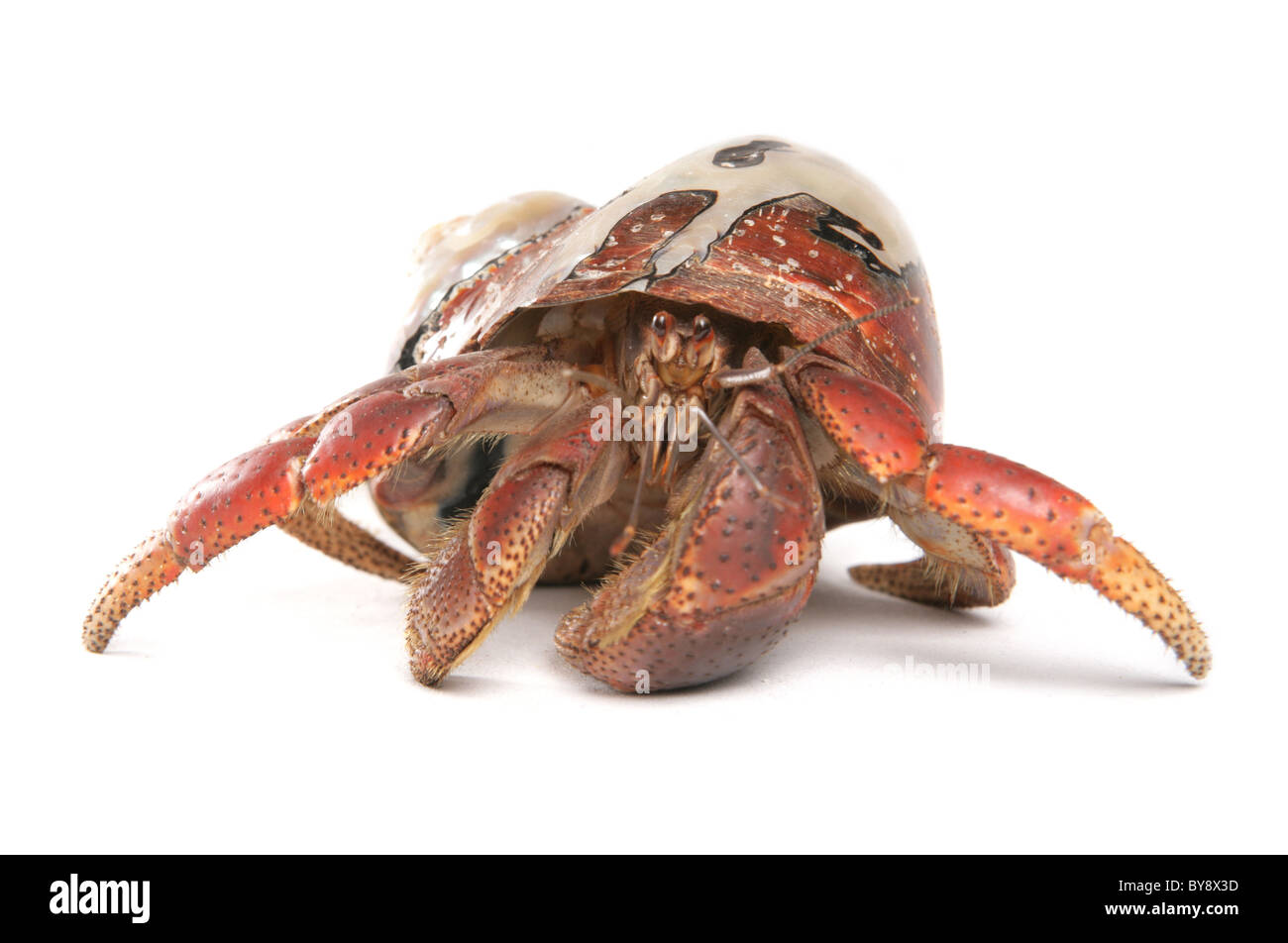 Caribbean hermit crab Coenobita clypeatus Portrait of single adult Studio, Captive, UK Stock Photo