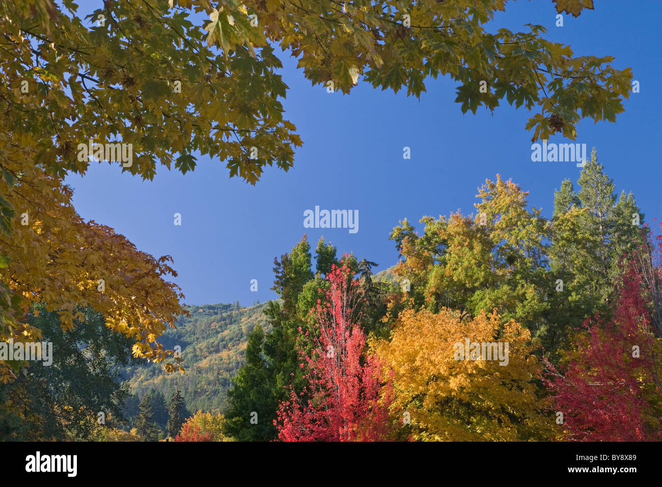 USA; Oregon; Ashland; Lithia Park; Fall Color Stock Photo Alamy