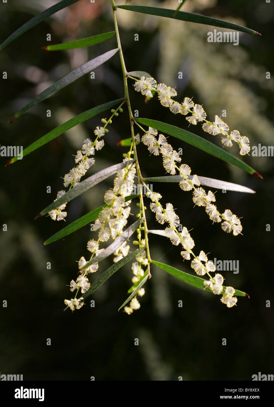 Acacia 'Exeter Hybrid', Acacia veitchiana, Fabaceae, Australia. Stock Photo