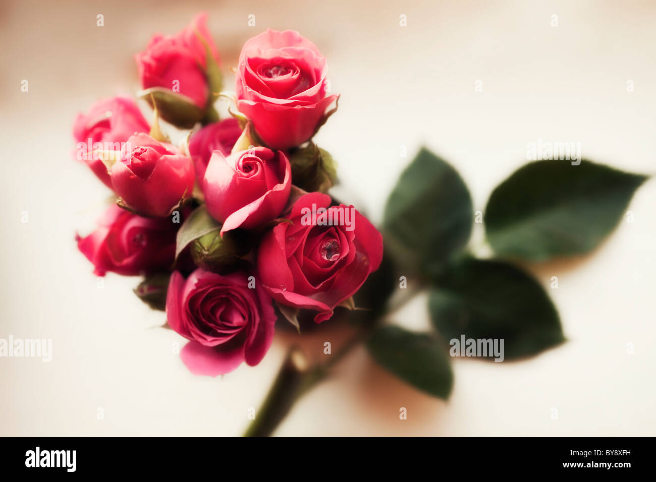 Bouquet of the pink roses close up Stock Photo - Alamy