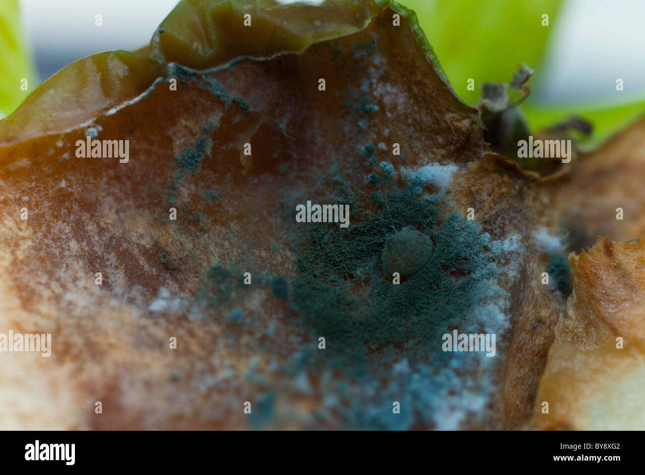 Food molding hires stock photography and images Alamy