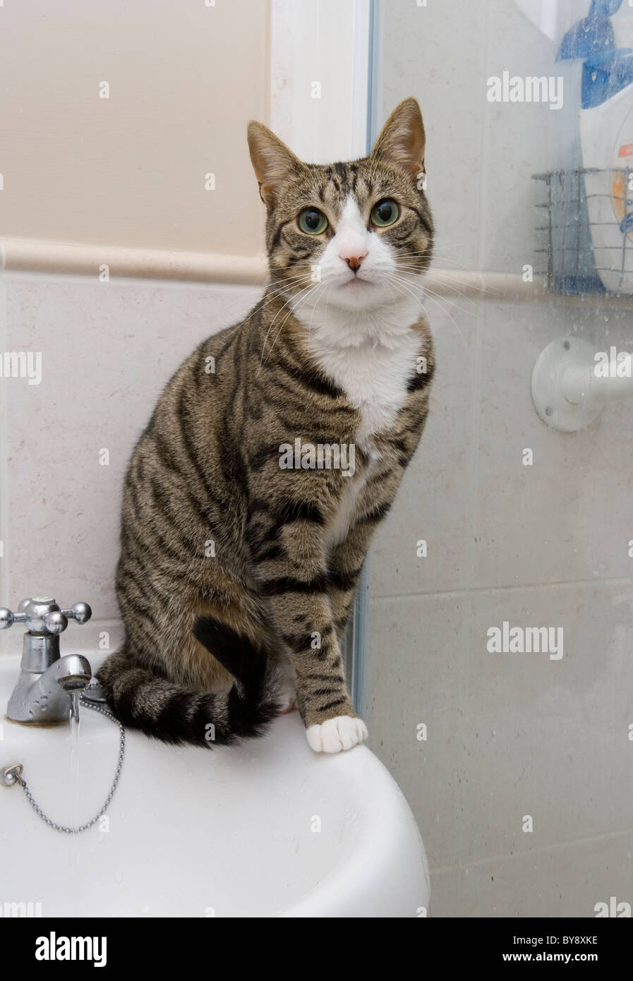 Cat sitting on bathroom sink Single adult female sitting Indoors Stock Photo