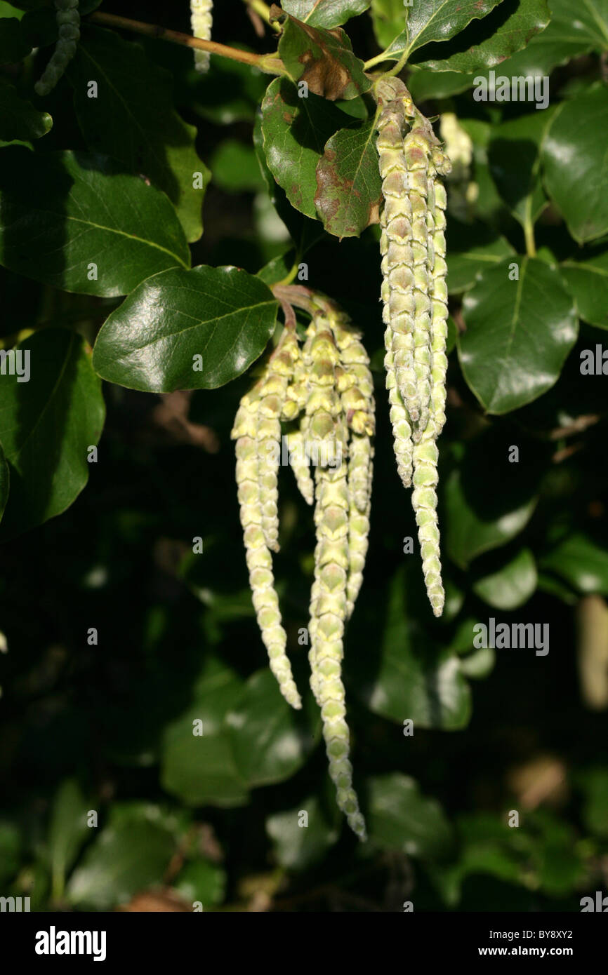 Coast Silk-tassel aka Silk Tassel Bush or Wavyleaf Silktassel, Garrya elliptica, Garryaceae, California, USA. Stock Photo
