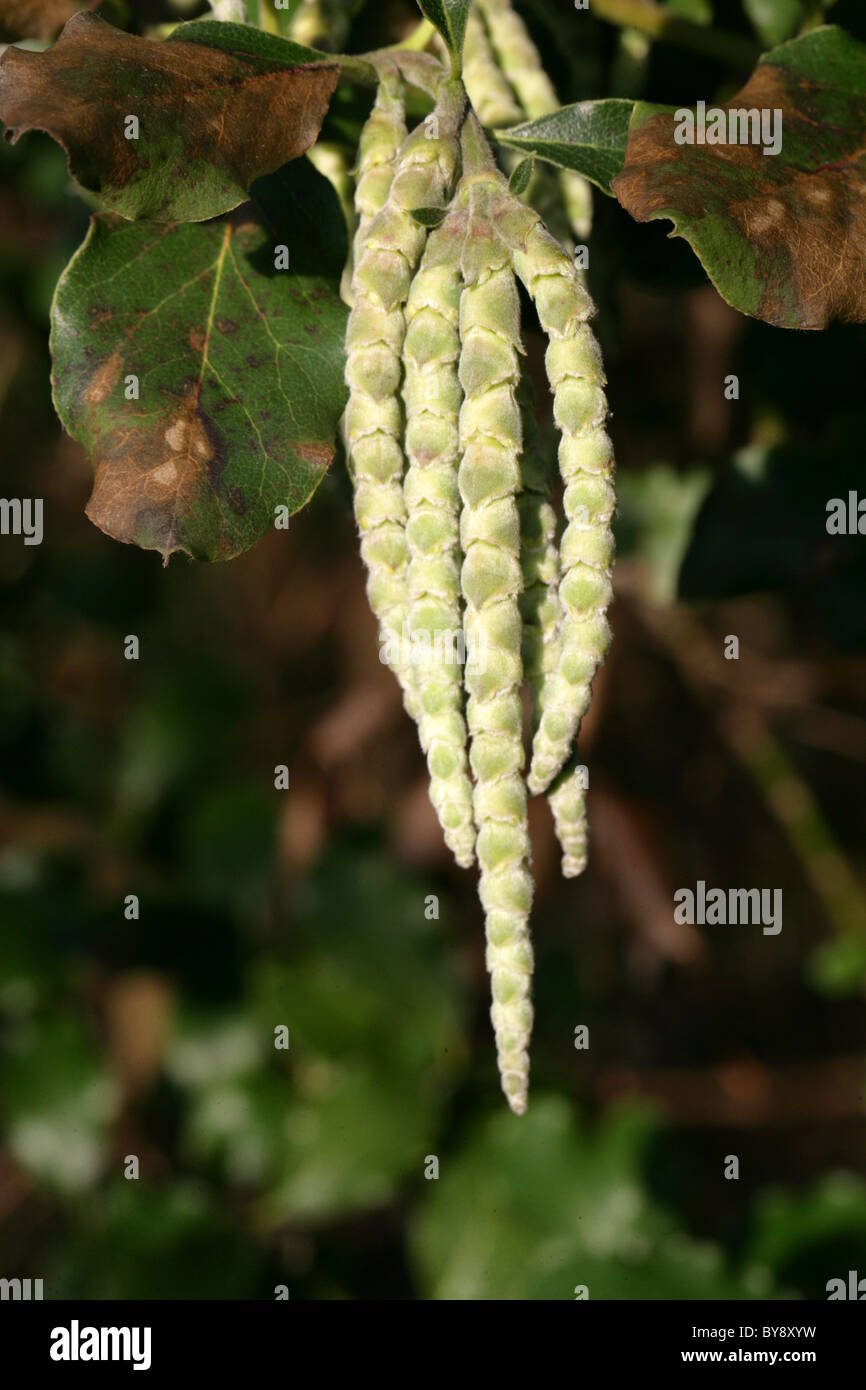 Coast Silk-tassel aka Silk Tassel Bush or Wavyleaf Silktassel, Garrya elliptica, Garryaceae, California, USA. Stock Photo