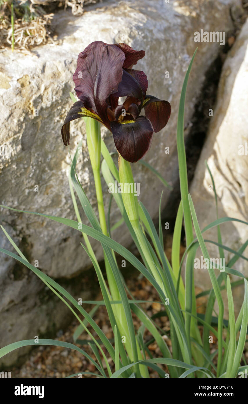 Iris atropurpurea, Iridaceae, Israel. Stock Photo