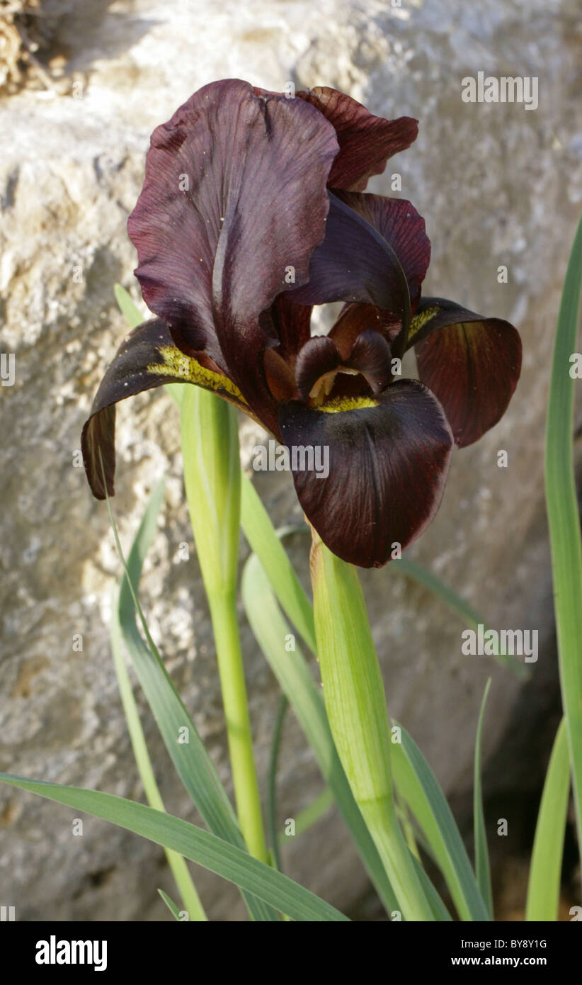 Iris atropurpurea, Iridaceae, Israel. Stock Photo