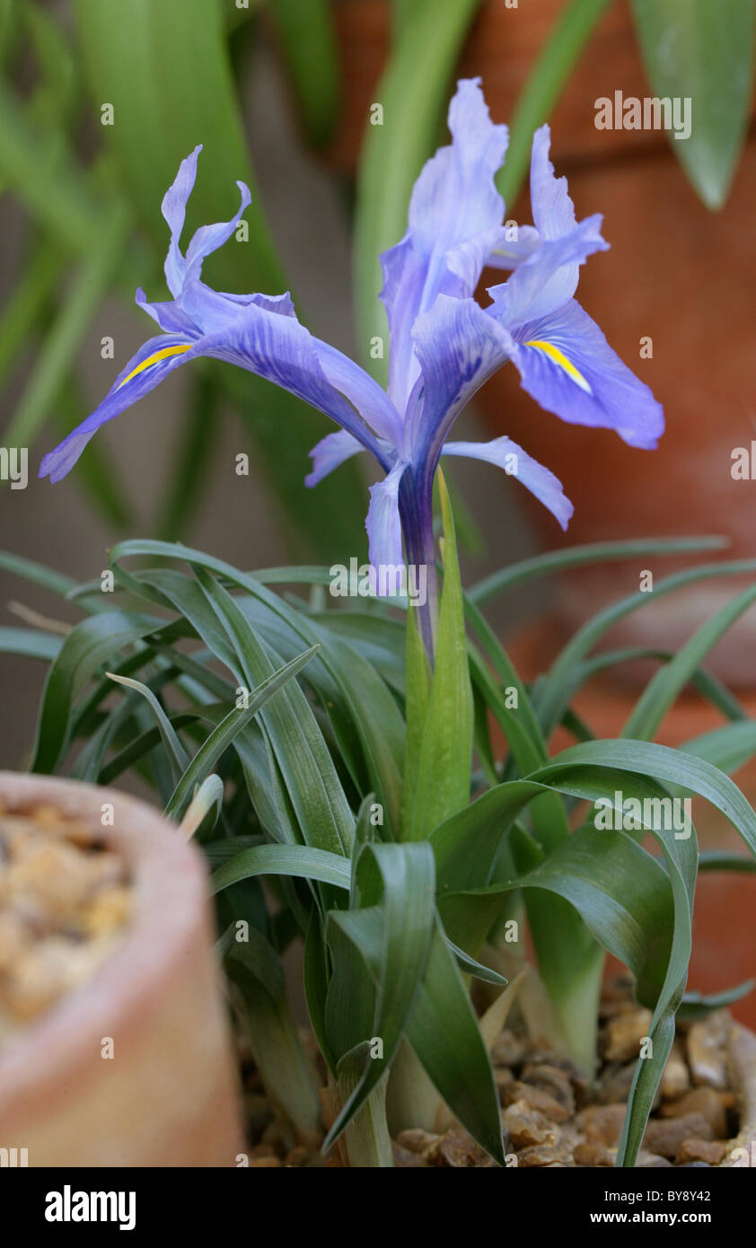 Iris planifolia, Iridaceae, Mediterranean. Stock Photo