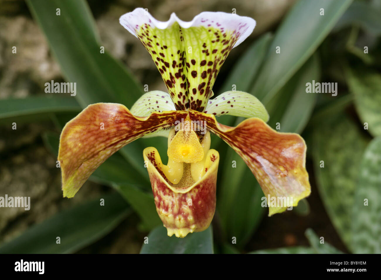 Orchid, Paphiopedilum sp., Orchidaceae Stock Photo