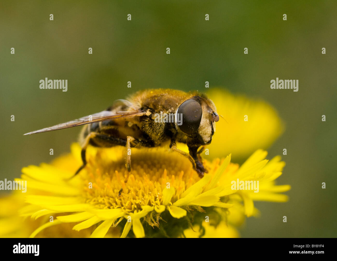 Hoverfly Stock Photo