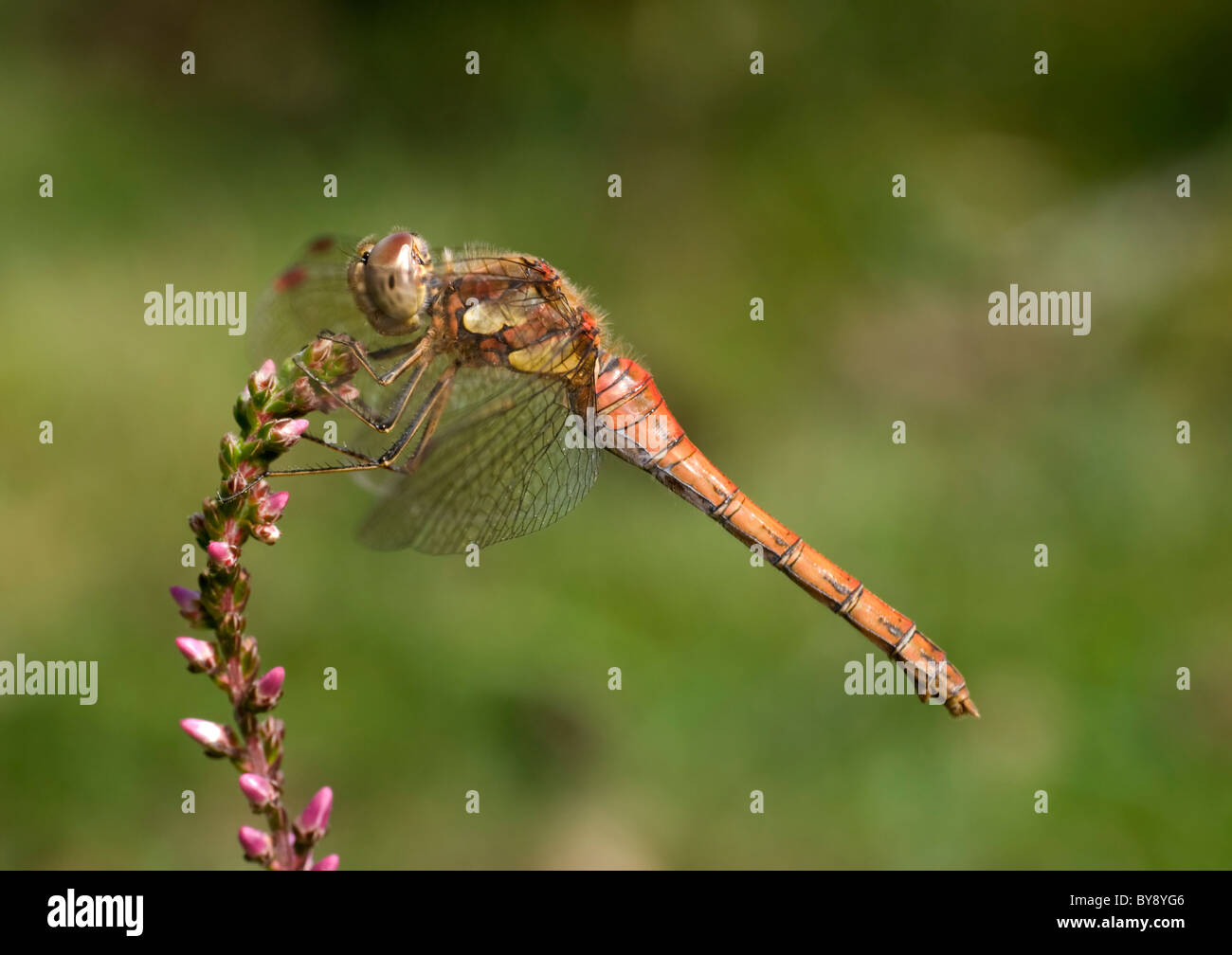 Common Darter Dragonfly Stock Photo