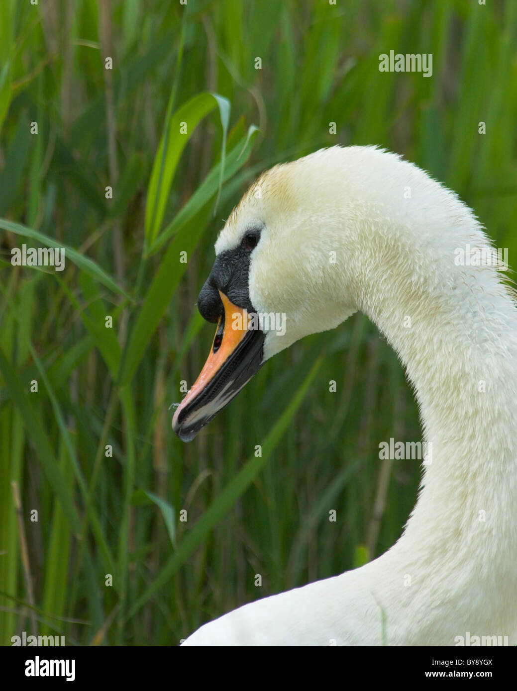 mute swan portrait Stock Photo