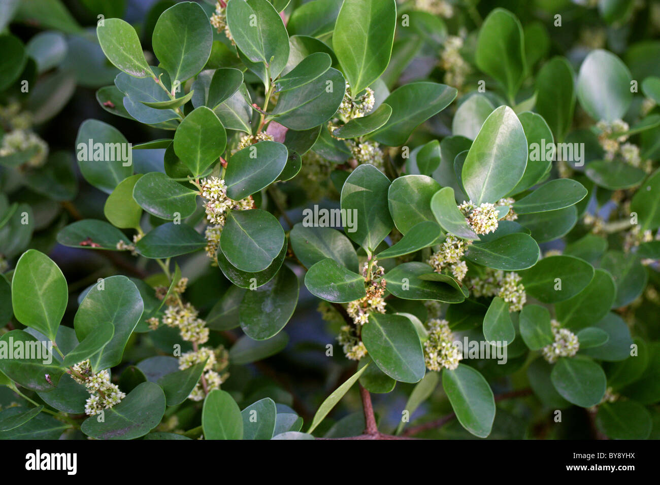 Candlewood, Cherrywood or Kershout, Pterocelastrus tricuspidatus