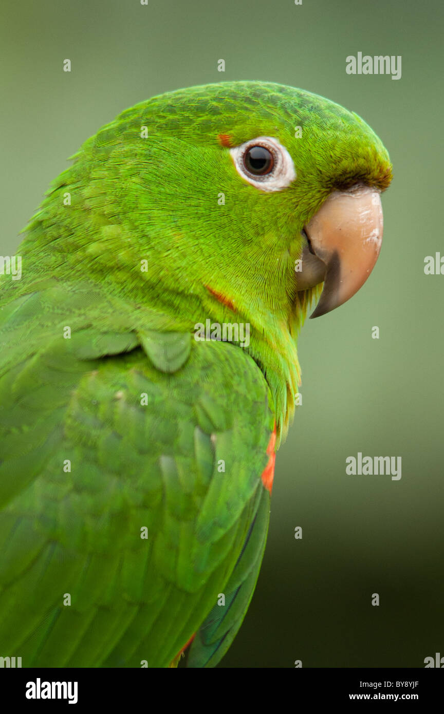 White-eyed Parakeet Stock Photo