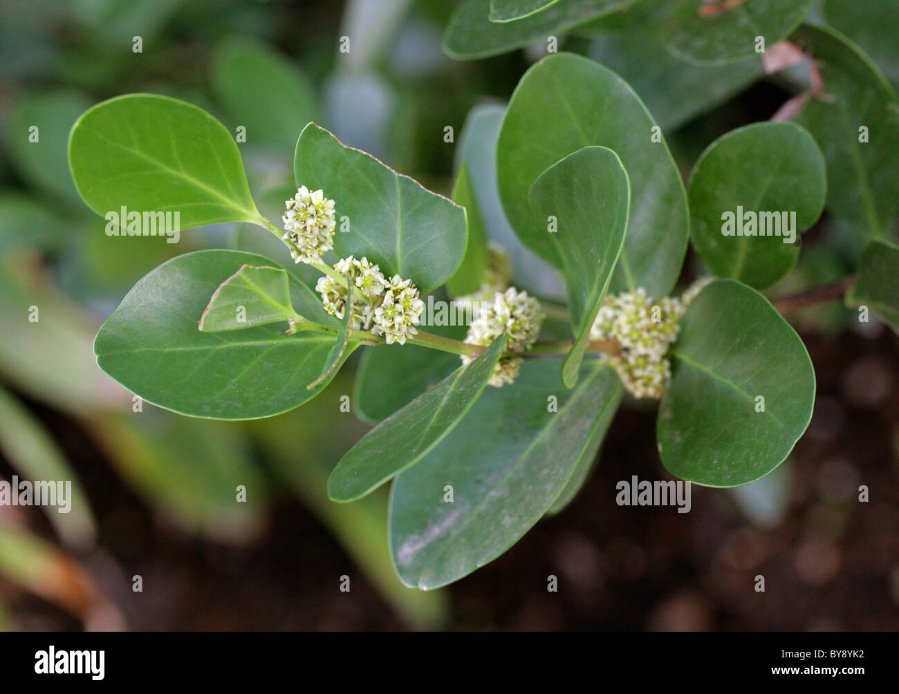 Candlewood, Cherrywood or Kershout, Pterocelastrus tricuspidatus