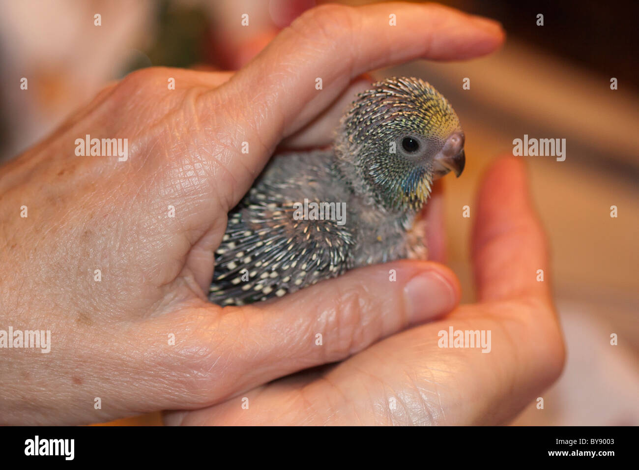 Baby bird pin feathers hi-res stock photography and images - Alamy