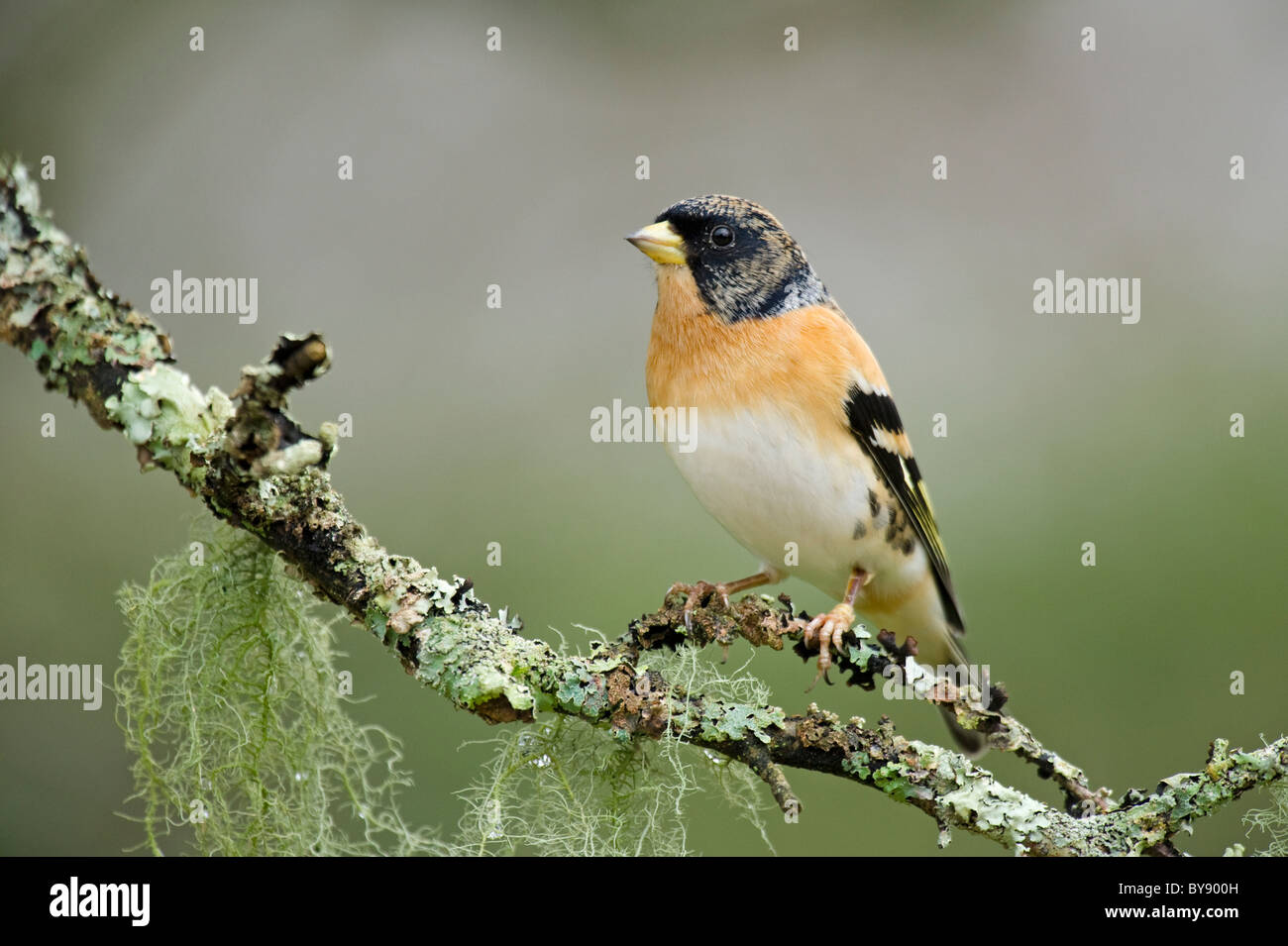 Brambling Stock Photo