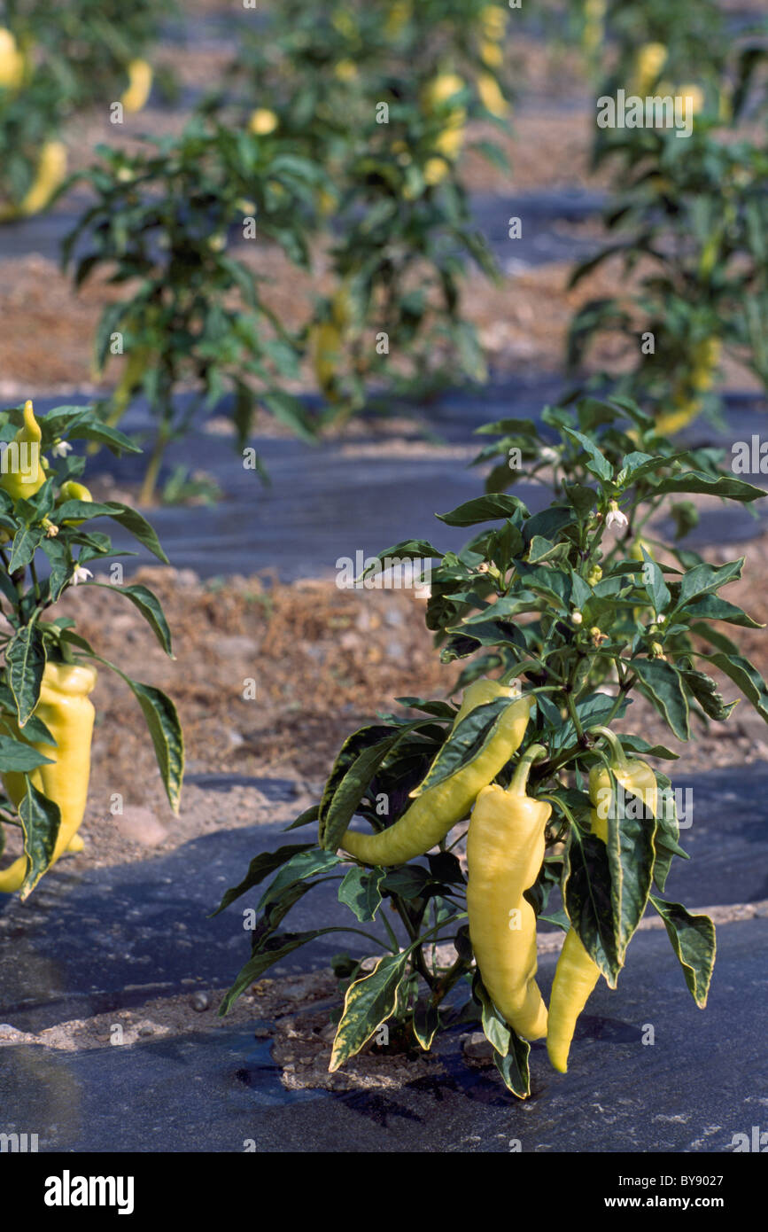 Yellow Banana Peppers (Capsicum annuum) growing on Field Plants, South