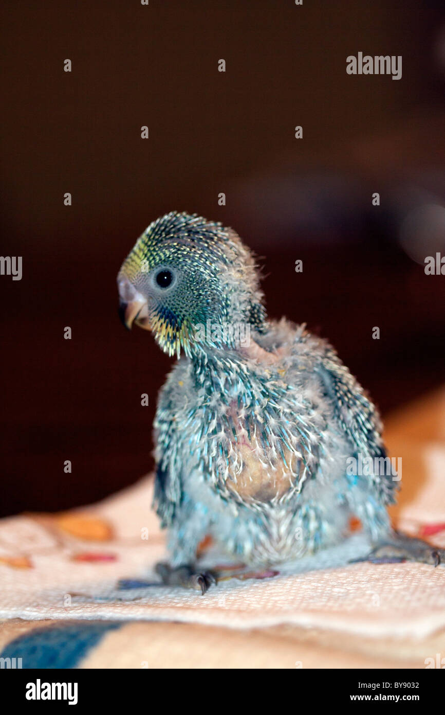 English budgie at 2 1.2 weeks of age. Stock Photo