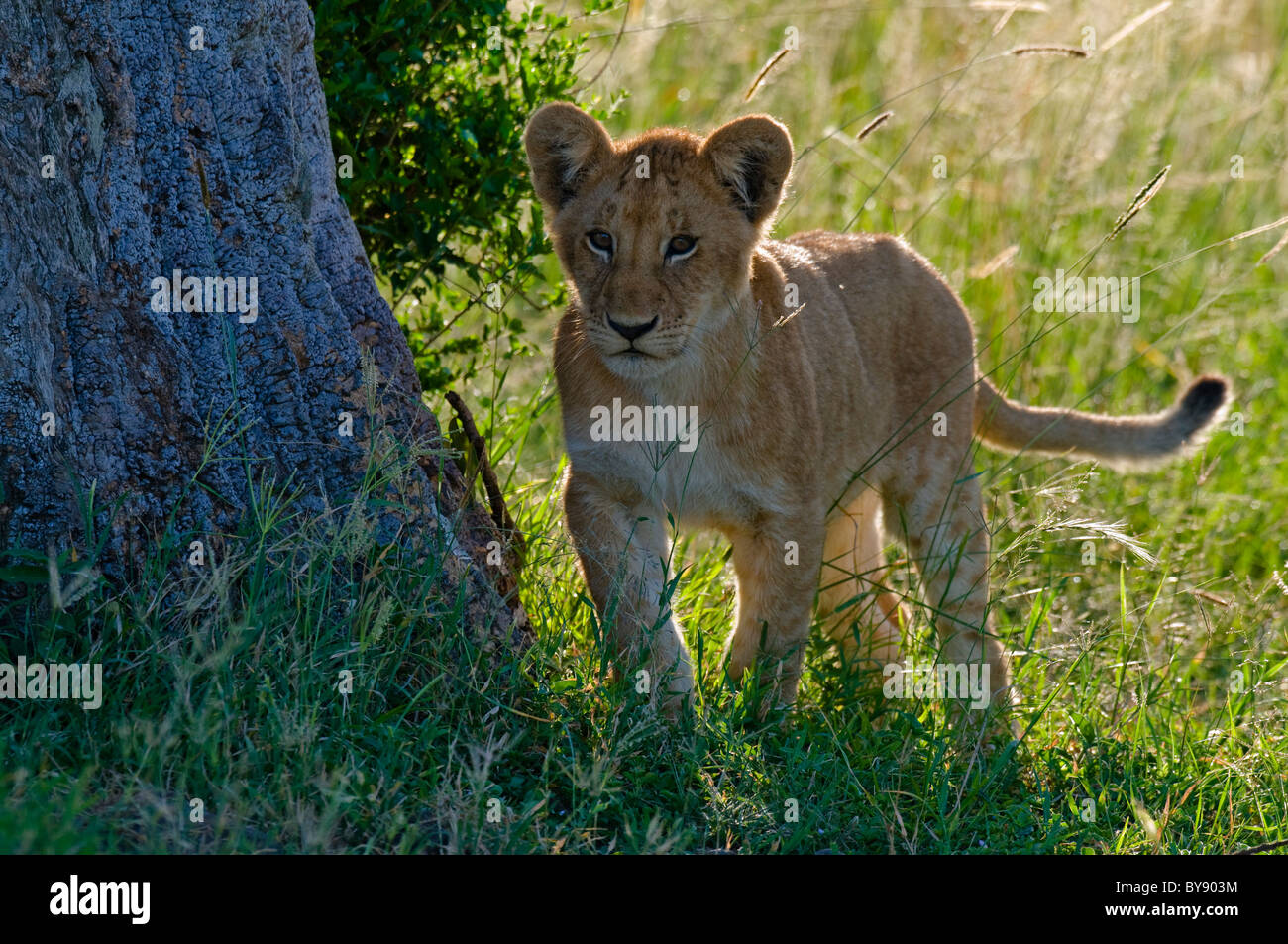 African Lion Cub Stock Photo