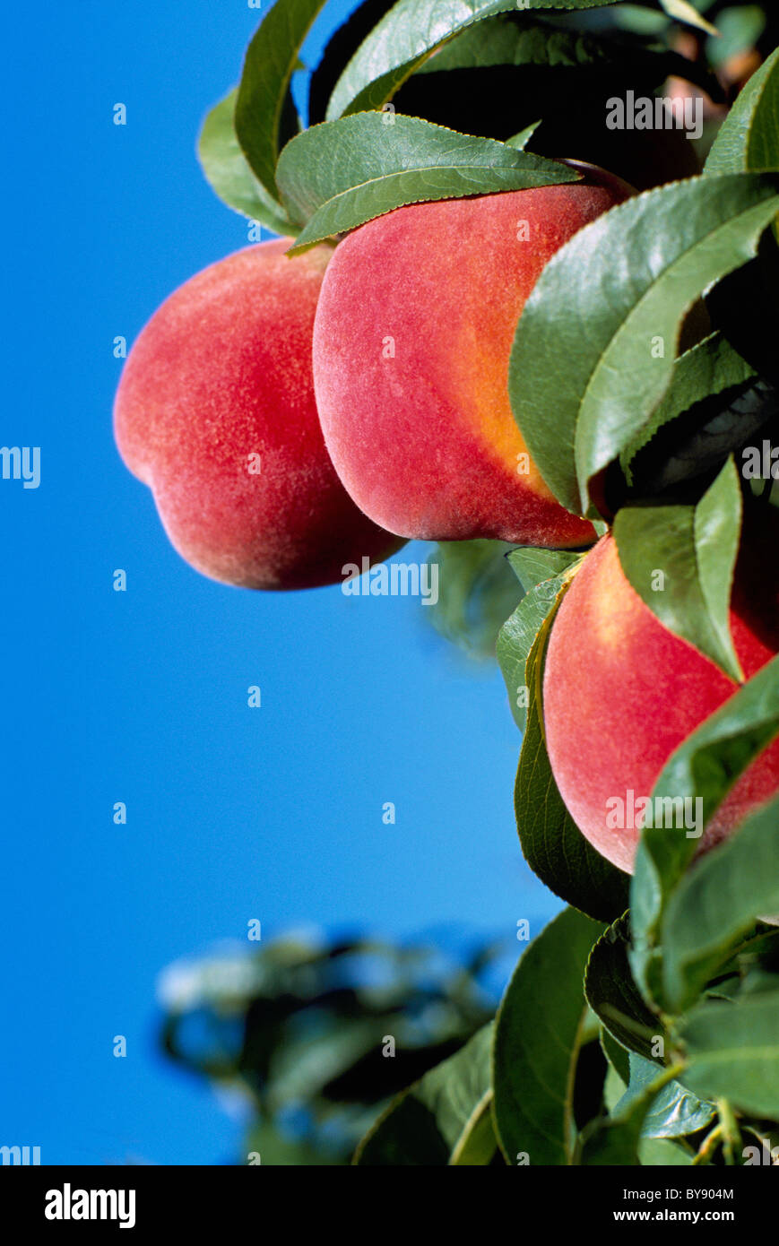Unpicked peaches hires stock photography and images Alamy