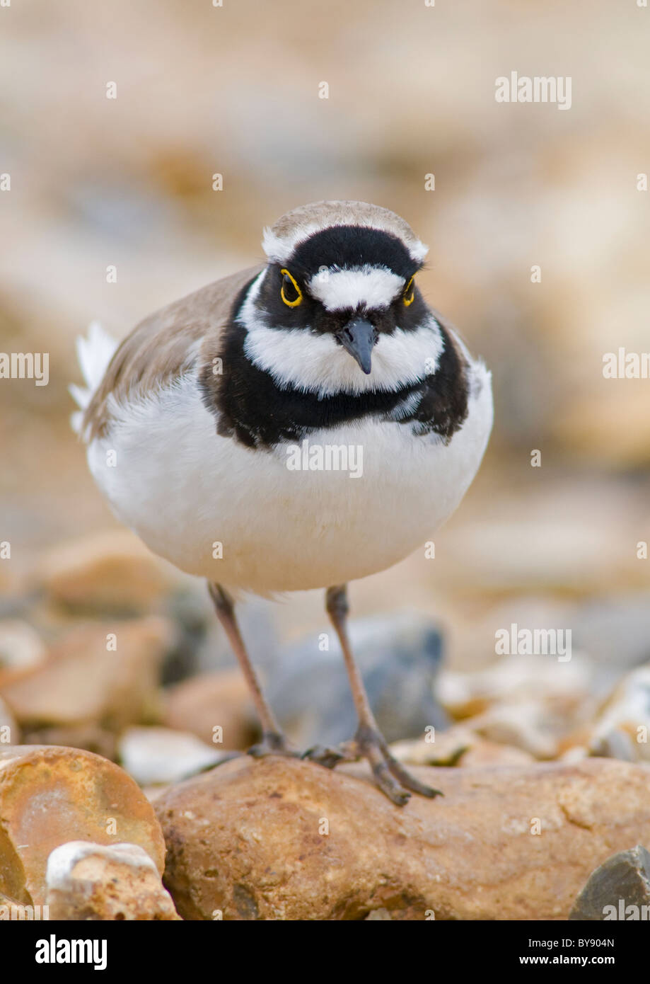 Little Ringed Plover Stock Photo