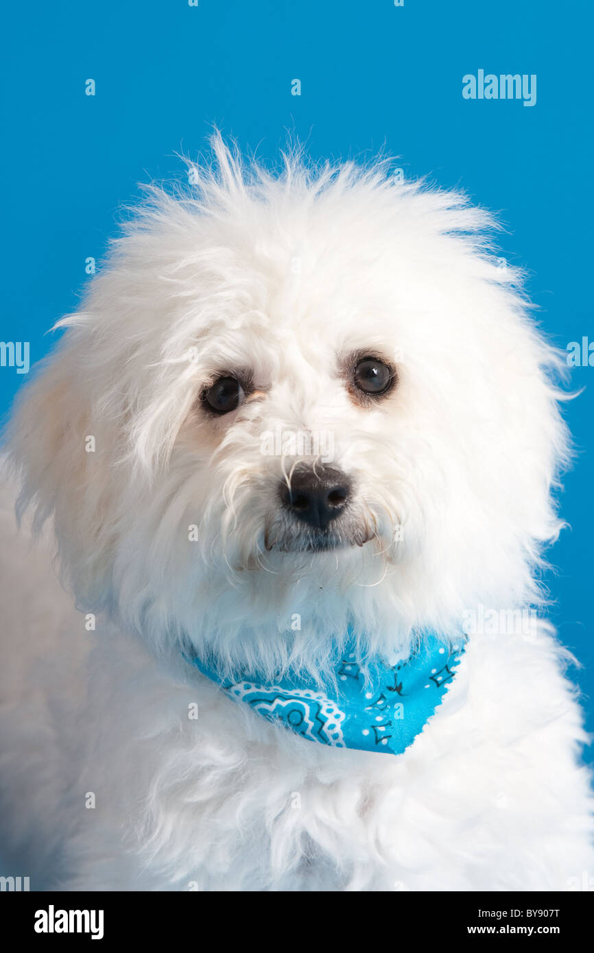 Young bichon frise puppy wearing bandana on blue background Stock Photo