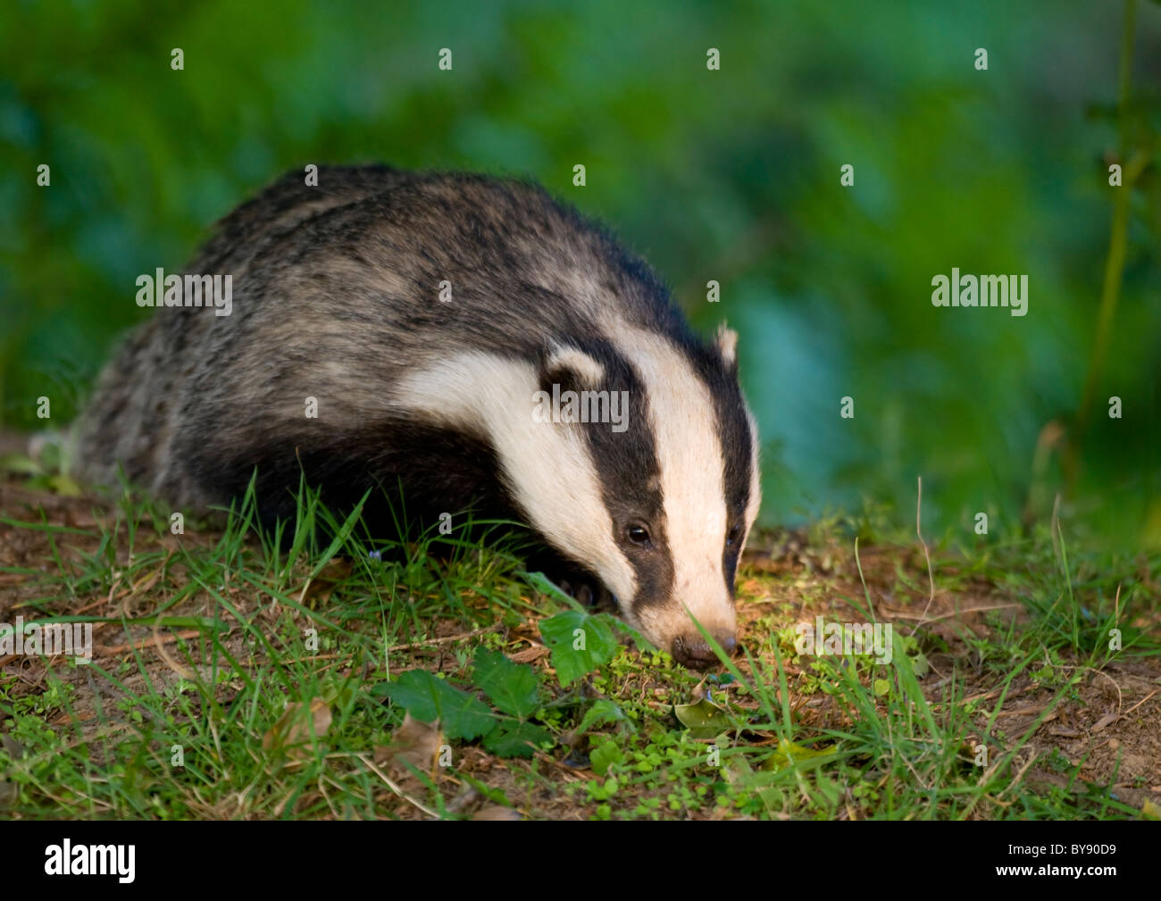 Eurasian Badger Stock Photo