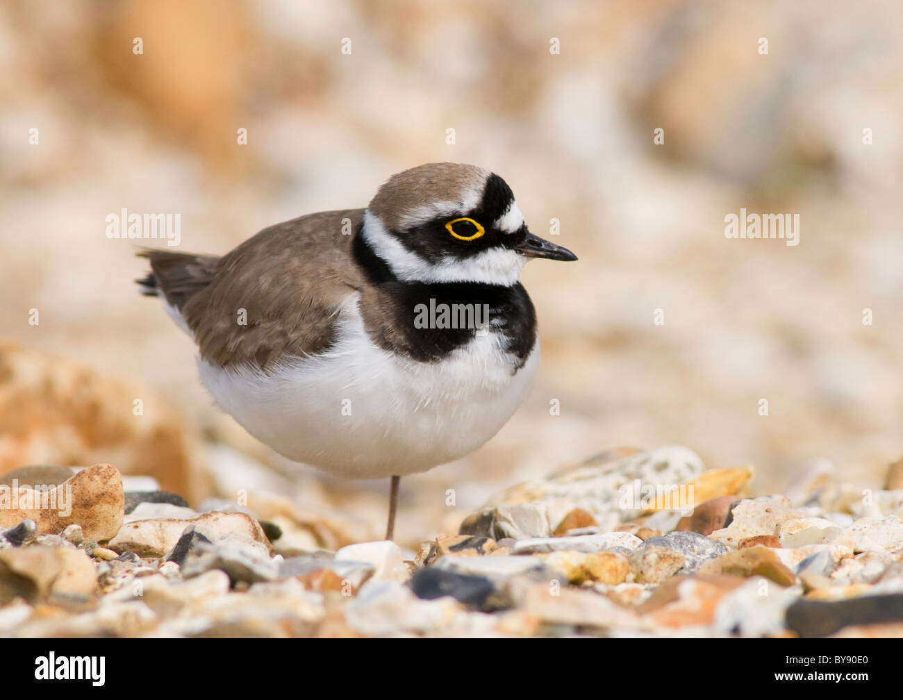 Little Ringed Plover Stock Photo