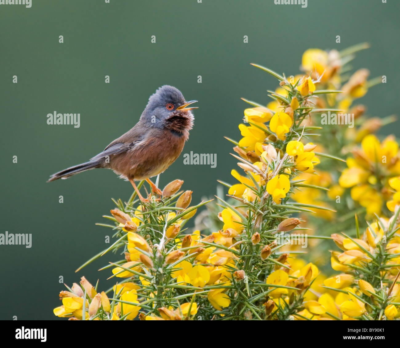 Dartford Warbler - New Forest Stock Photo