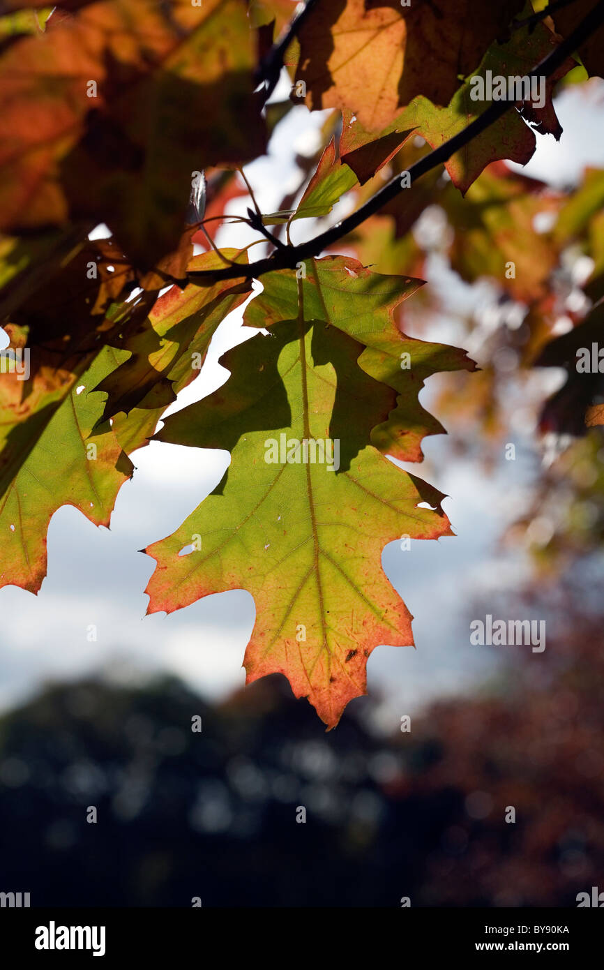 The leaves of a Scarlet Oak tree in Autumn Poynton Park Cheshire England Stock Photo