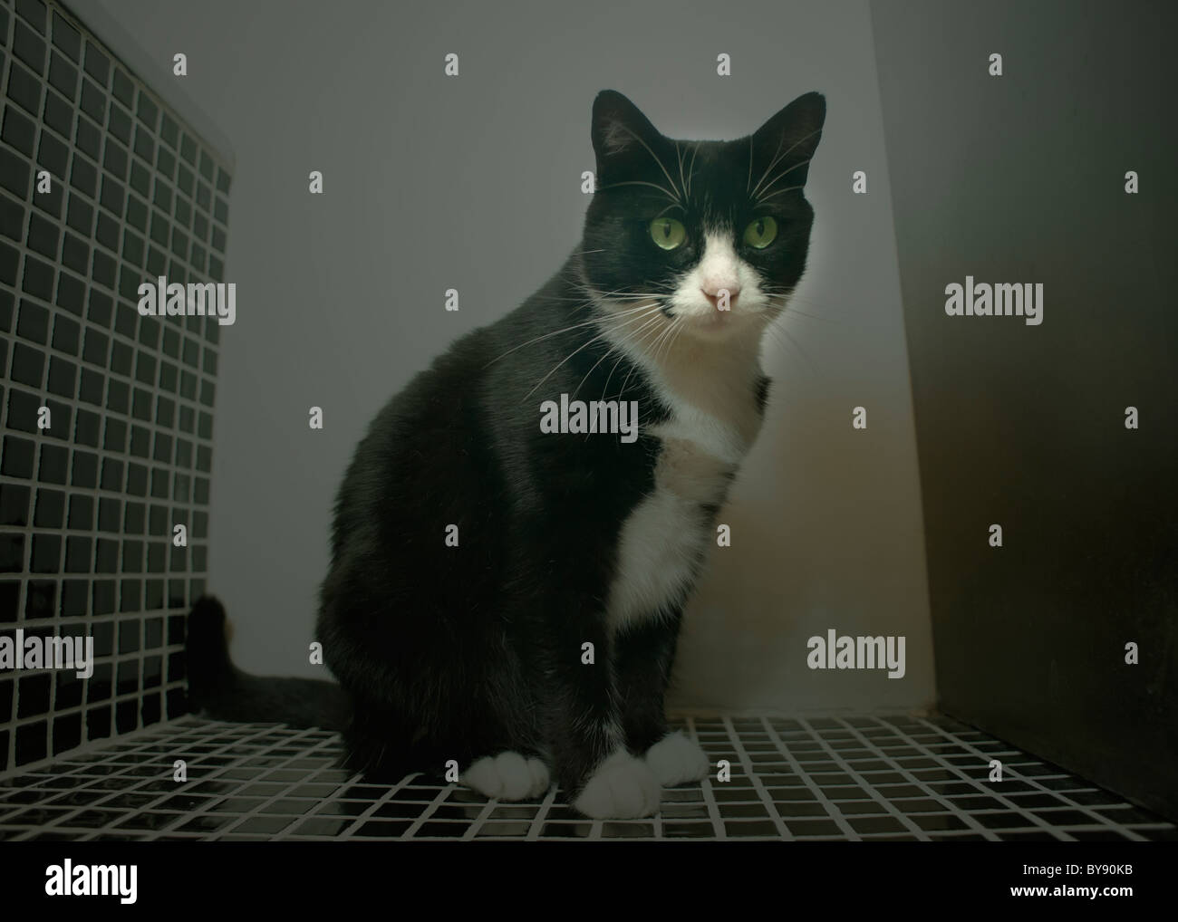 a house cat Stock Photo Alamy