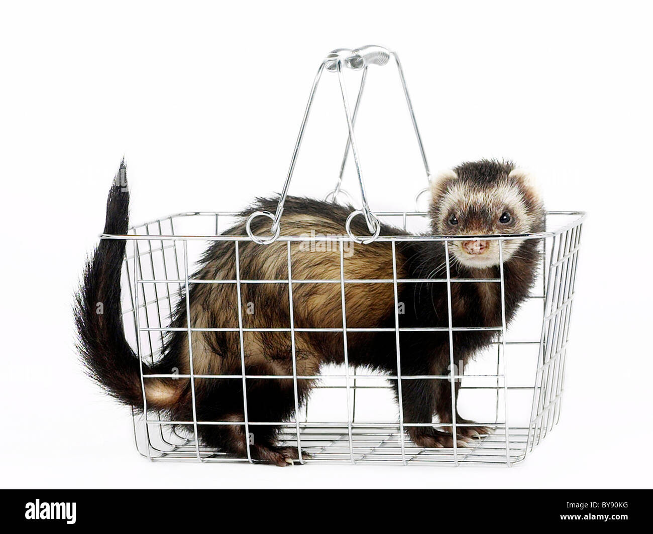 A ferret in a shopping basket. Stock Photo