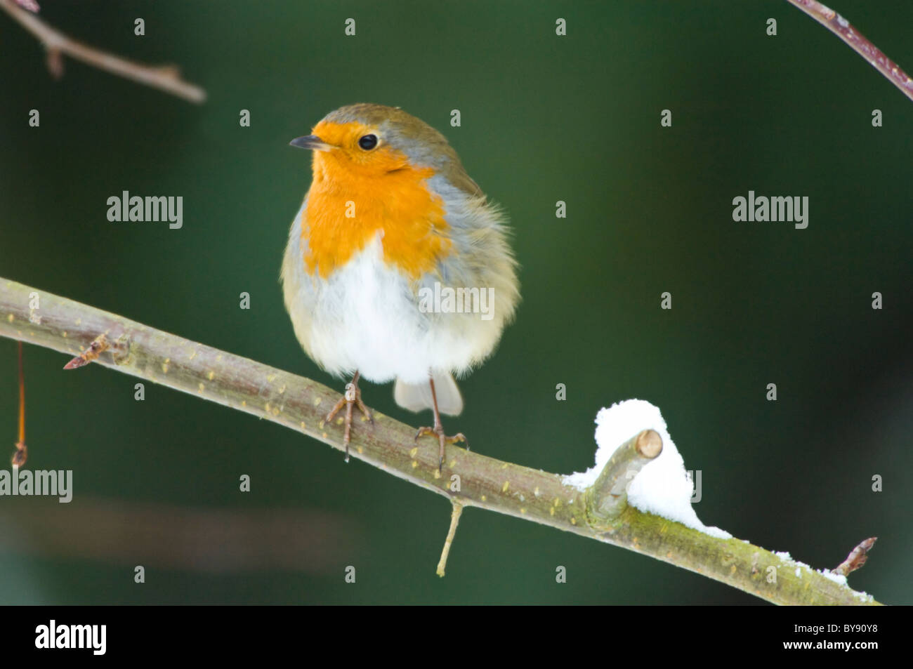 Robin in the snow (Erithacus rubecula), UK Stock Photo