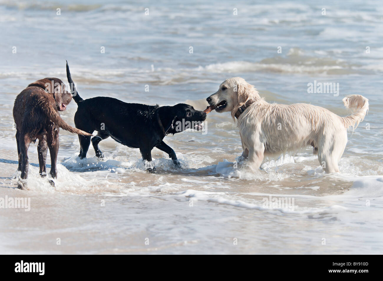dogs playing on the beach Stock Photo