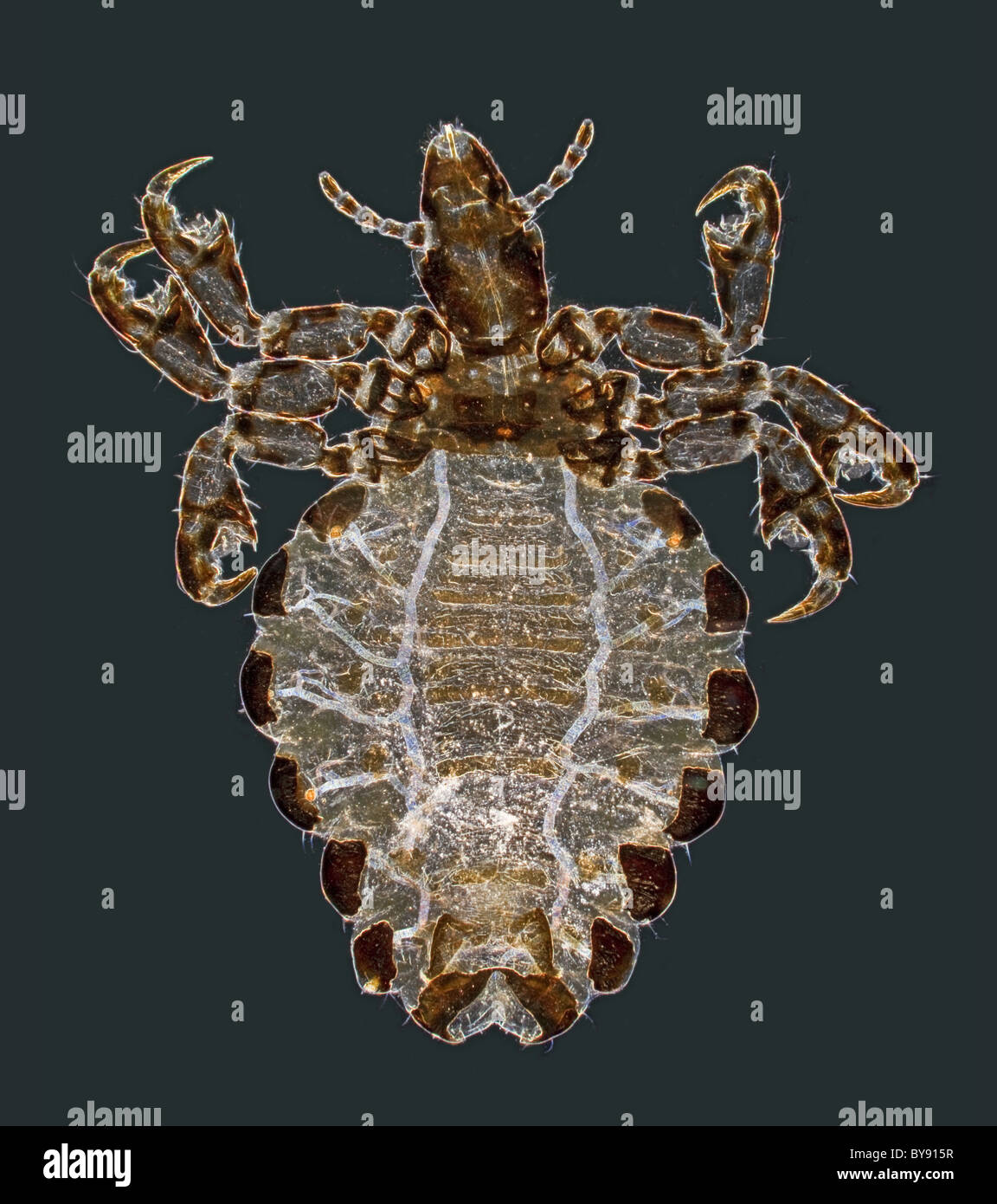 pig louse