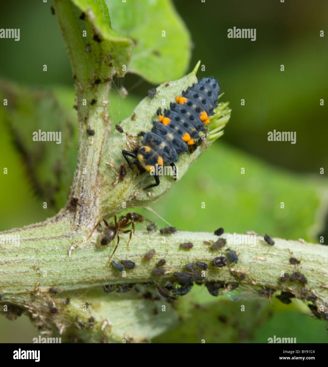 Larva of 7 spot Ladybird (Coccinella Coccinella septempunctata) with aphids, UK Stock Photo