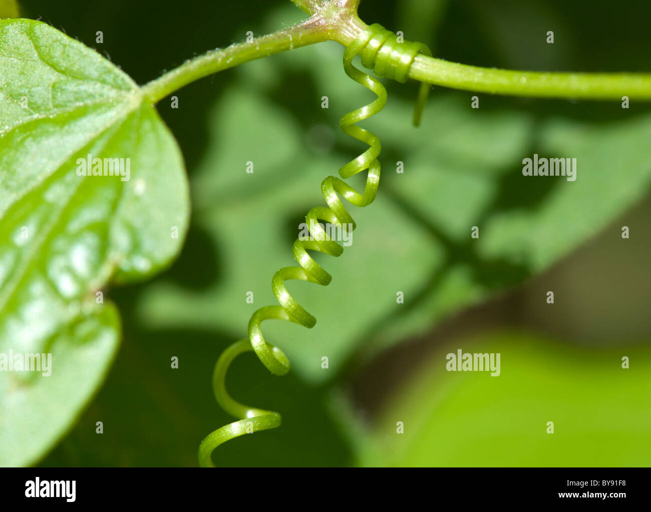 Tendrils Farthing Downs UK Stock Photo