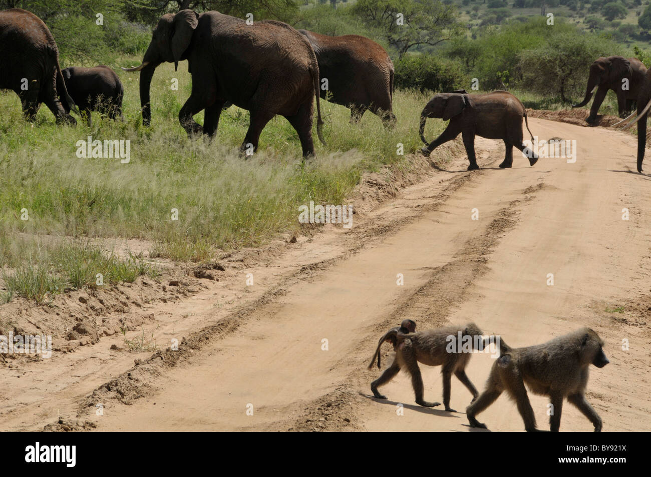 Safaritour High Resolution Stock Photography and Images - Alamy