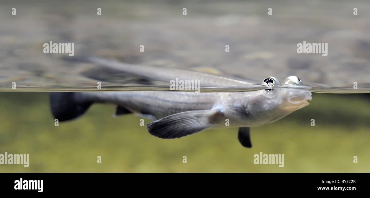 Four-eyed fish (anableps anableps) floating on surface of water Stock Photo