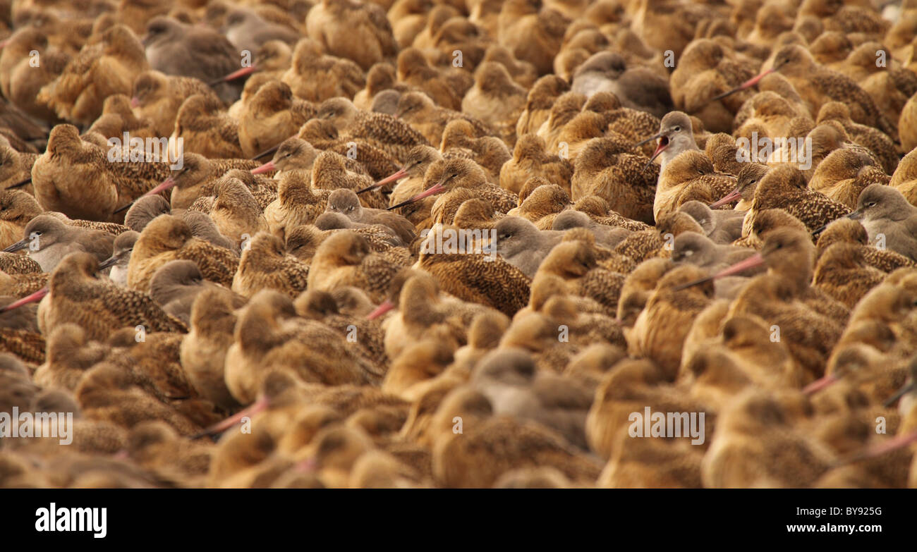A Marbled Godwit calling loudly in order to stand out from the rest of it's flock. Stock Photo