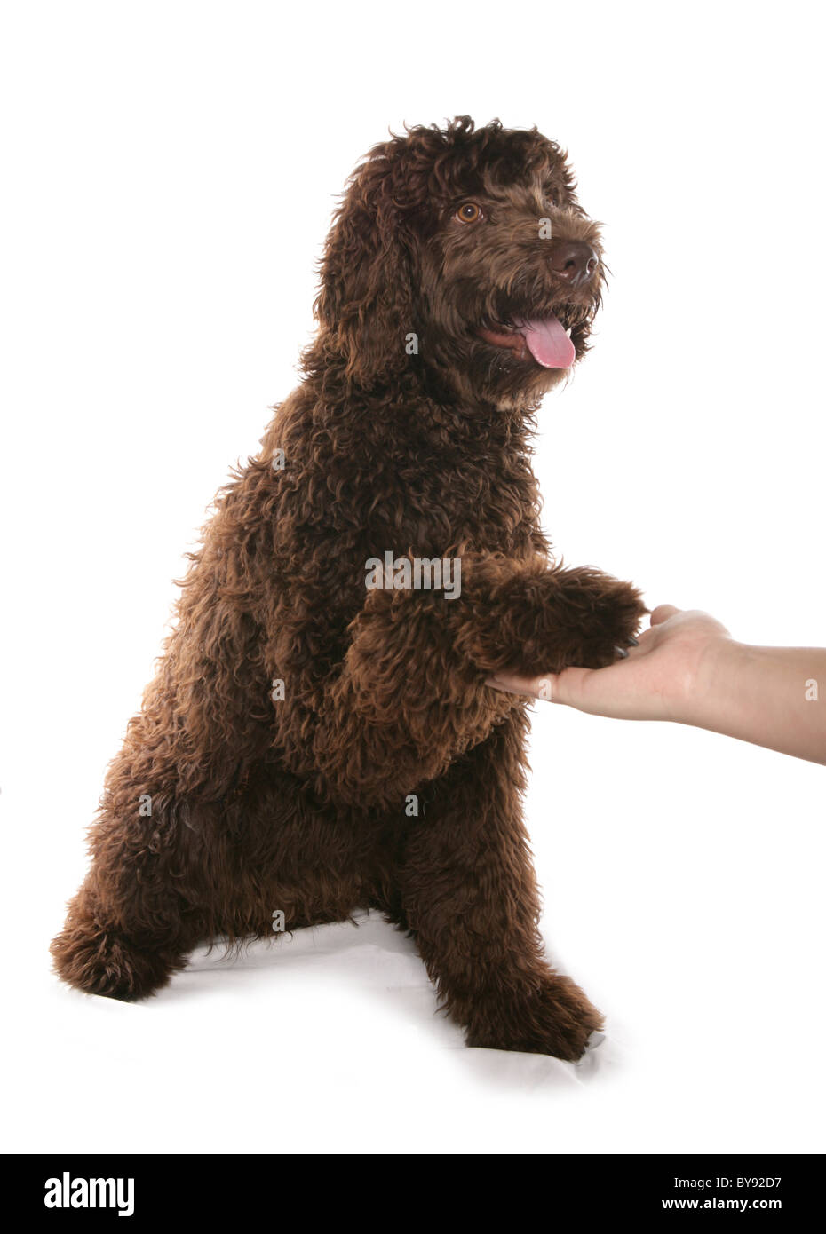 Brown Labradoodle Puppy learning paw Single young female Studio Stock Photo