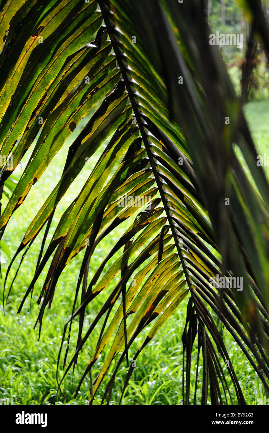 Rainforest at Togitogiga Waterfall, Western Samoa, Polynesia Stock Photo