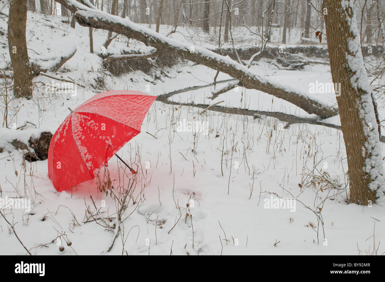 Red Umbrella in the Snow Stock Photo Alamy