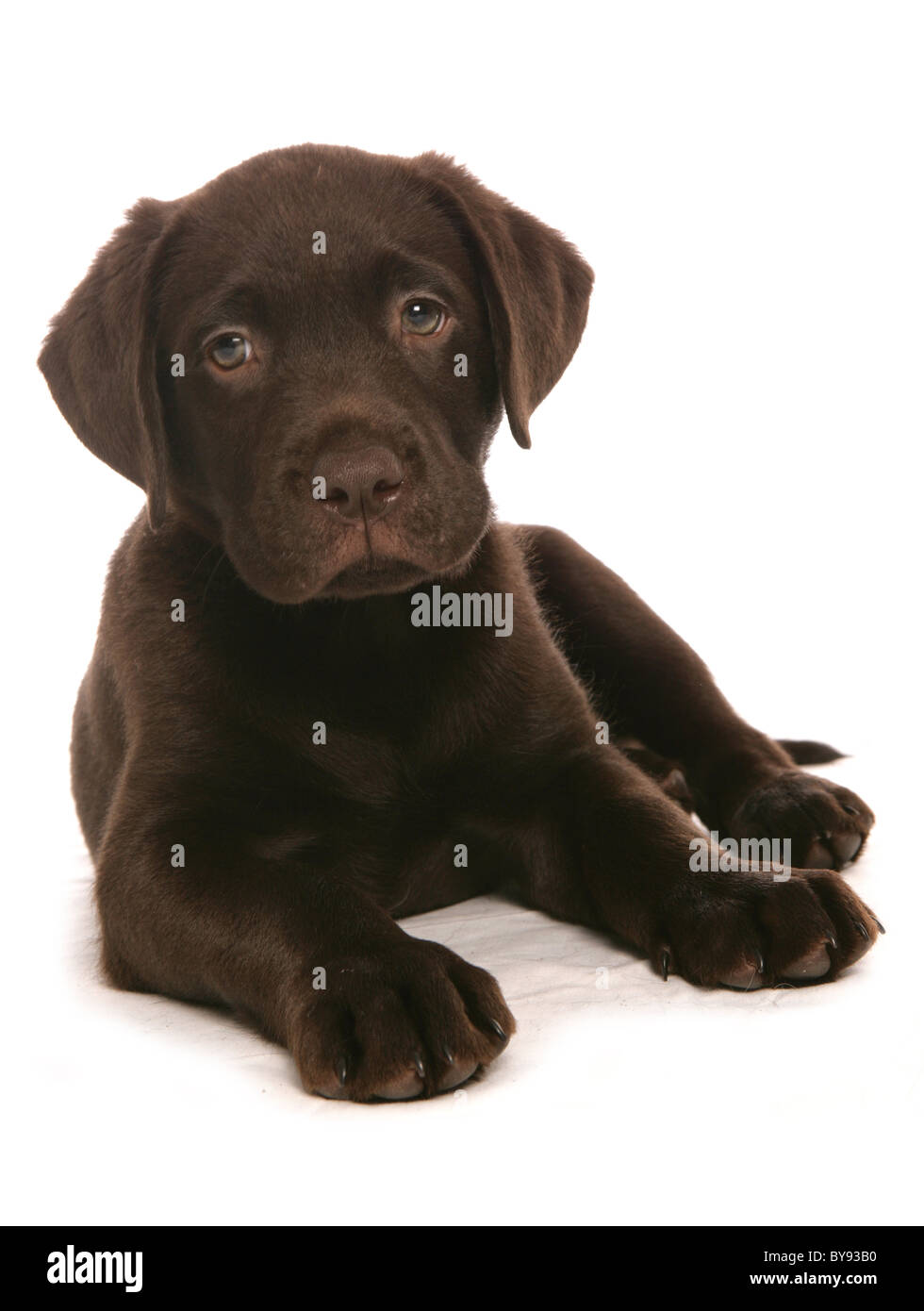 Brown Labrador Puppy Young male laying Studio Stock Photo Alamy