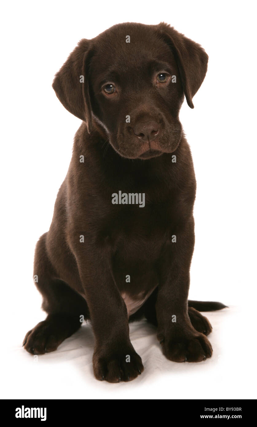 Brown Labrador Puppy Young male sitting Studio Stock Photo - Alamy